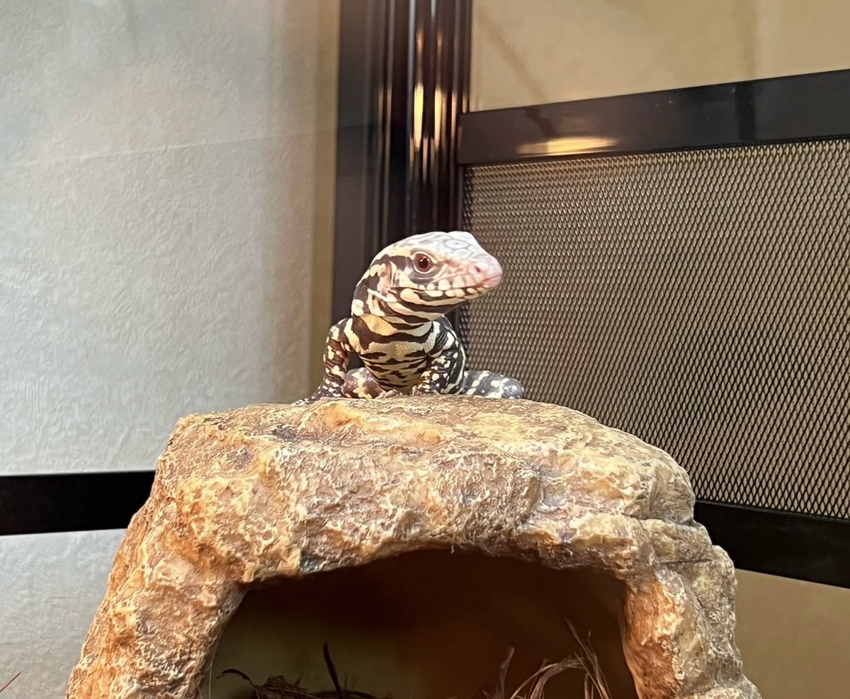 bsysiox's tweet photo. バブトカゲかわいい😃

#ブルーテグー https://t.co/fuP7R86yJo