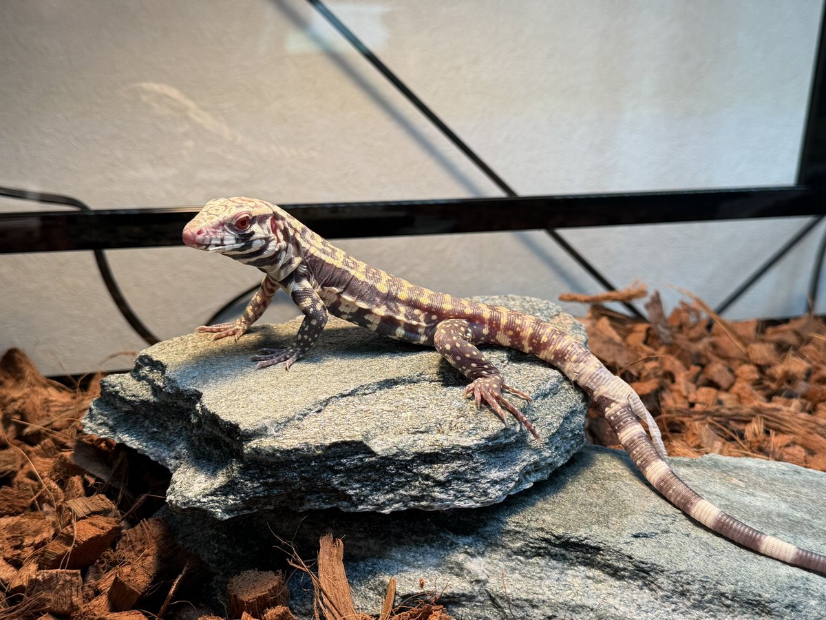 bsysiox's tweet photo. バブトカゲかわいい😃

#ブルーテグー https://t.co/fuP7R86yJo