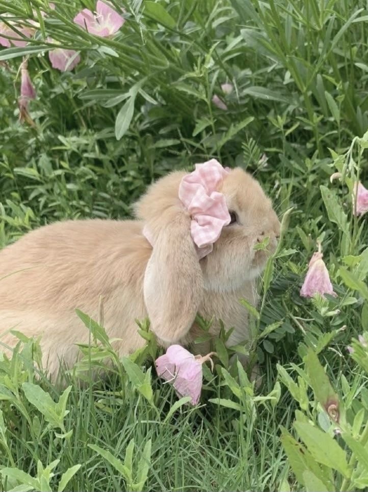 merciindes's tweet photo. Bunnyyyy 🐰 https://t.co/yaBmYpITaR