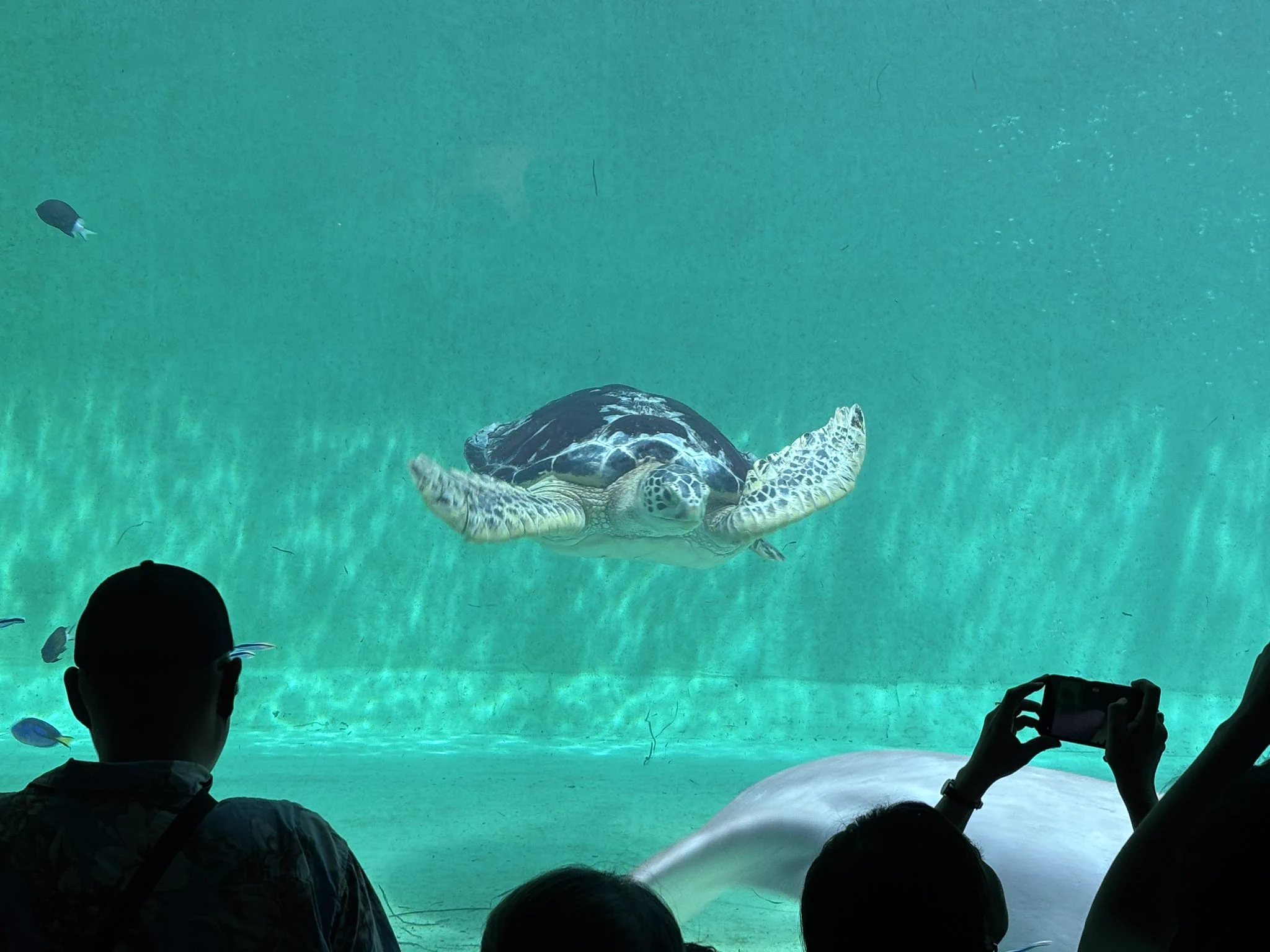 鳥羽水族館（TOBA AQUARIUM） on X: 