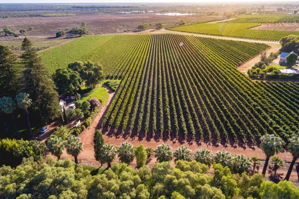 HuonHooke's tweet photo. The Murray Darling region may be suffering the most from the perfect storm of declining wine sales, low demand for grapes, climate change and surging transport and water costs, but the Chalmers family is a bastion of hope and optimism. https://t.co/y8lbF47dL6 https://t.co/iZ2967O15j