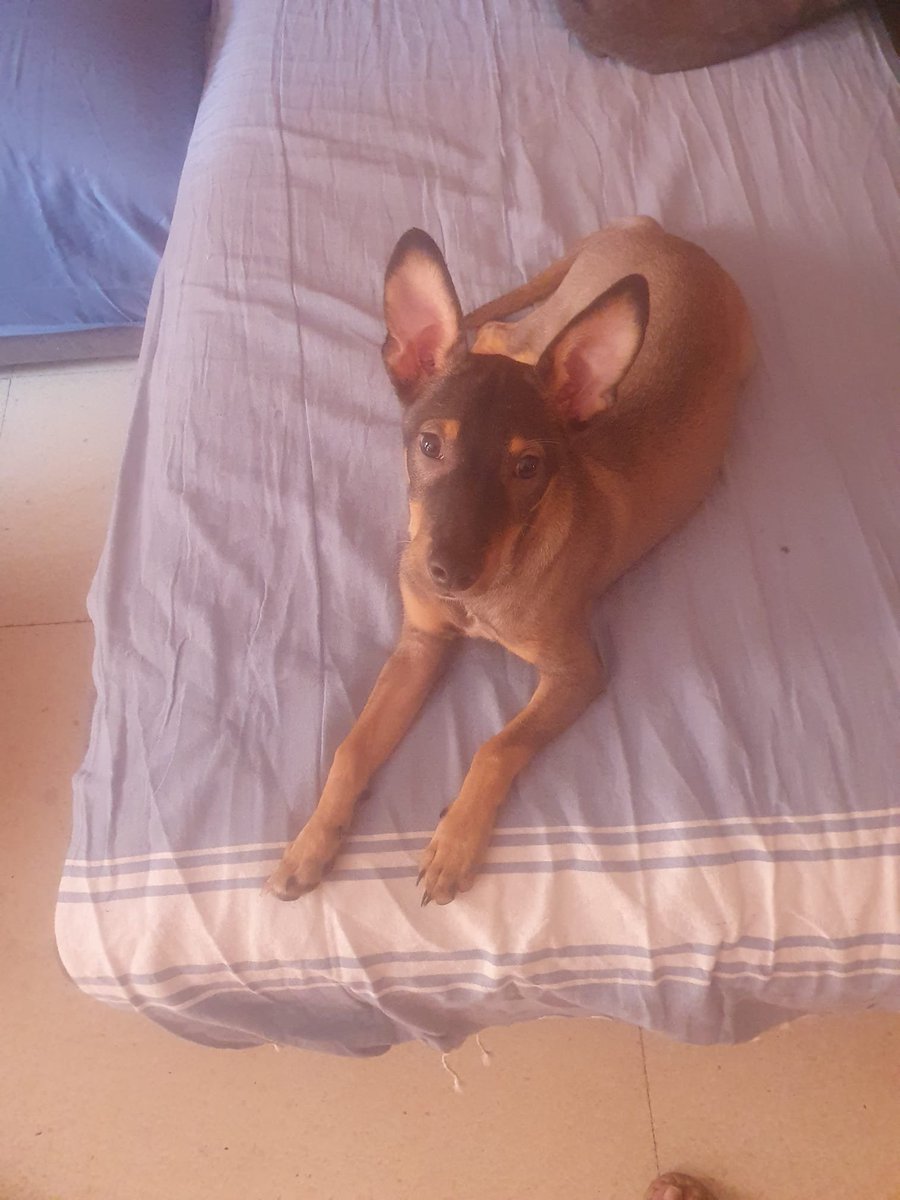 AcofalX's tweet photo. ADOPCIÓN URGENTE Tiene 5 meses y el jueves se lo llevan a la protectora,  si alguien puede darle un buen hogar que me diga porfa
OLIVER 616786915 Alicante https://t.co/8ArKcIfYbh