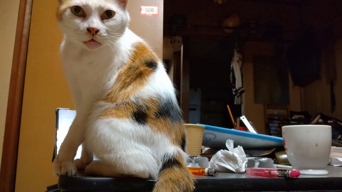 今日涼しいと思ったけど、猫が机に乗るんでまだ暑いみたいです 理由