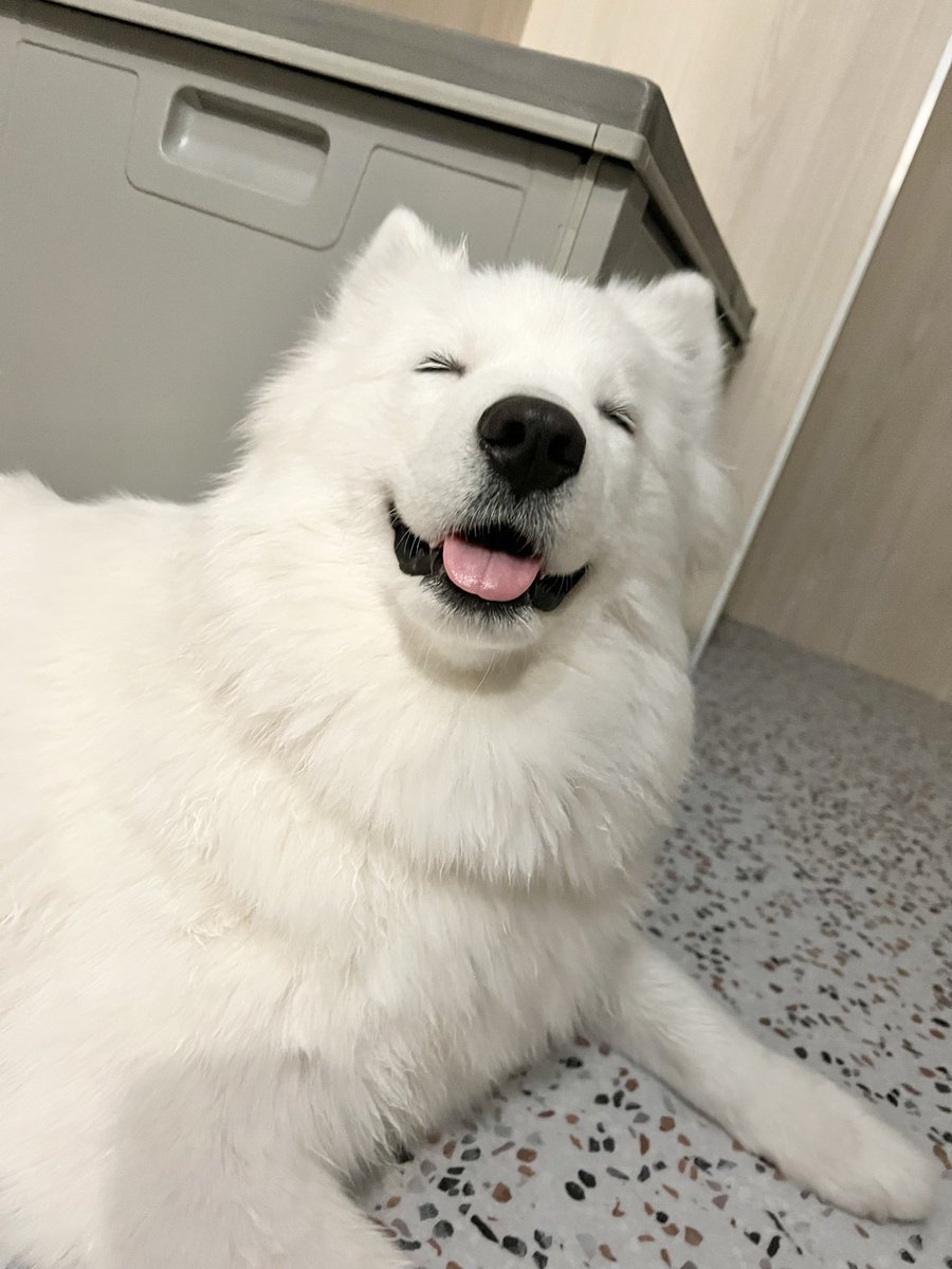 samoyed_cafe's tweet photo. おやつ美味しすぎてこの顔 https://t.co/vRFDYJi2YP