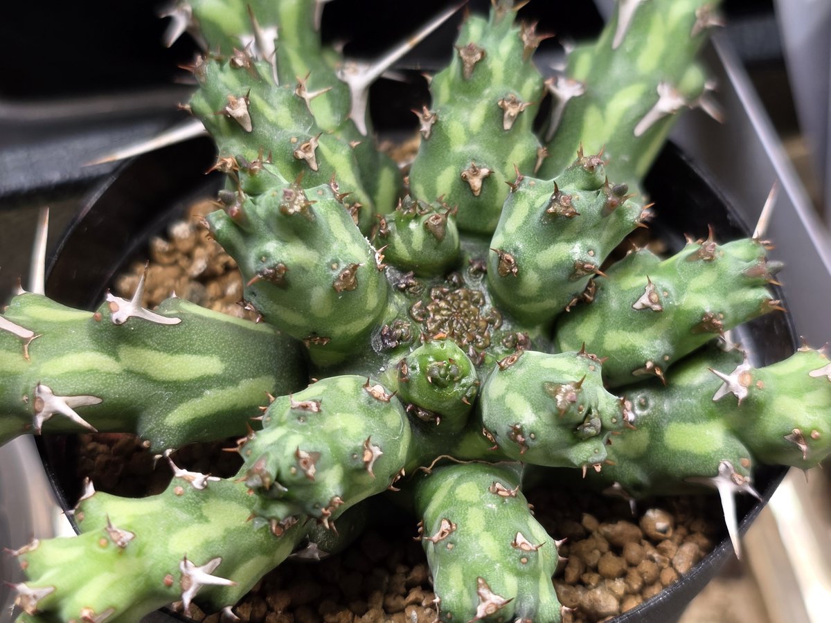 gentiana_algida's tweet photo. こいつもE. actinoclada じゃなくてE. sp. nova Yabelo, Etiopia らしい
花全然咲かんけど挿し木で十分かわヨなのでヨシ！😹👉 https://t.co/3osVxTEfue