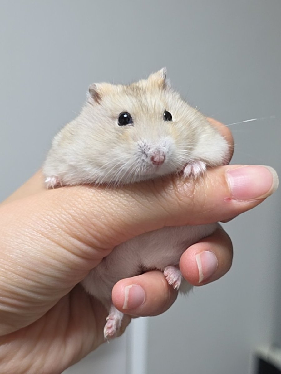 gnocchi_ham's tweet photo. 푸딤쥐 https://t.co/NJDMrdMjpk