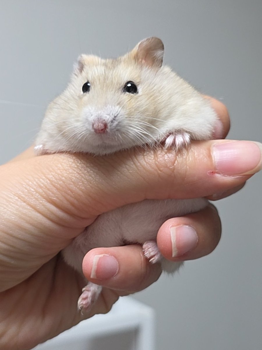 gnocchi_ham's tweet photo. 푸딤쥐 https://t.co/NJDMrdMjpk