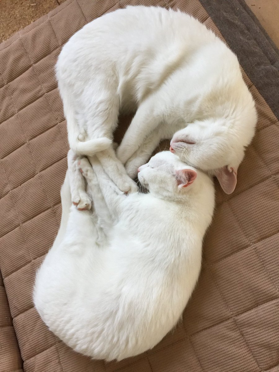 nekoiro_diary's tweet photo. ←お迎え初日 →２年後 🐾 https://t.co/O4VOqZxkkt