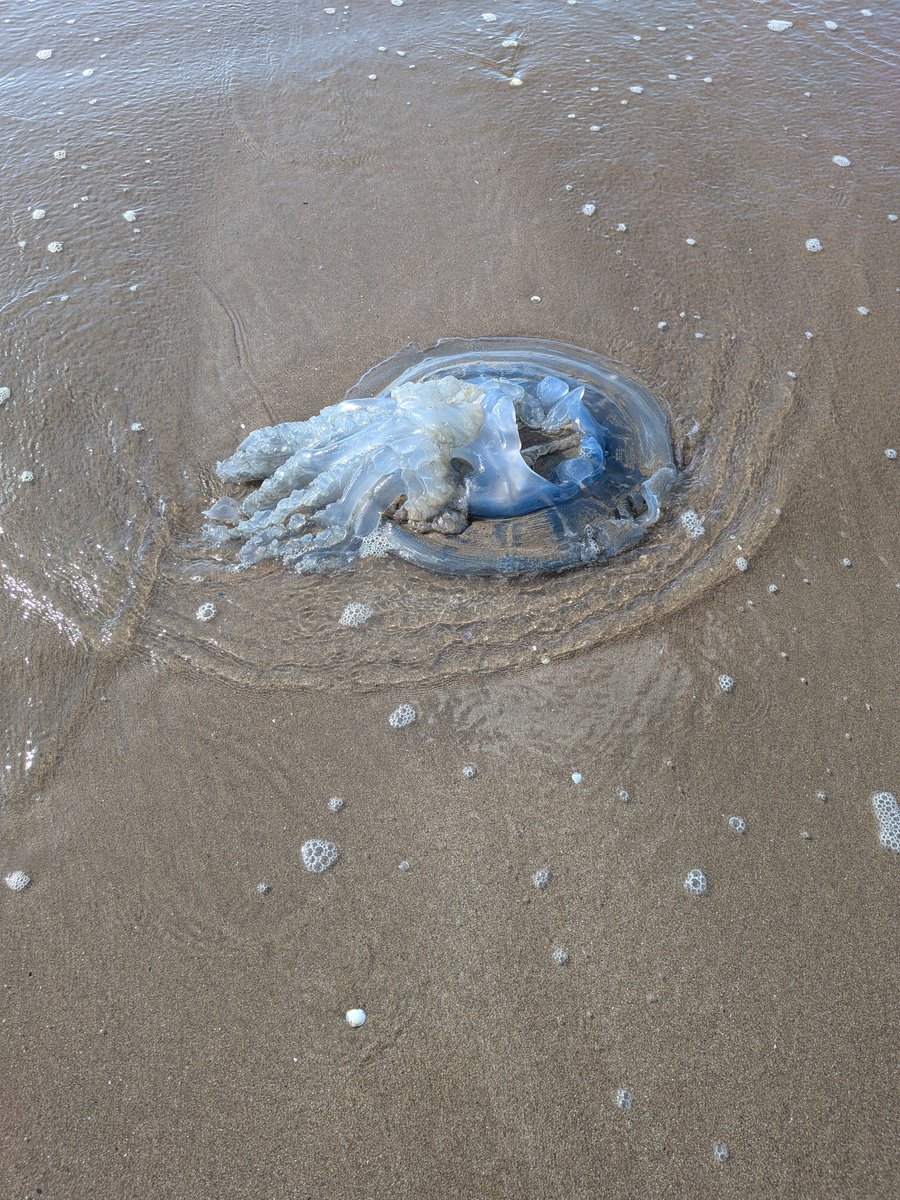 BurdettHeather's tweet photo. A giant jellyfish spotted on Swansea Beach next to the sea. https://t.co/viJvzGe2Vd