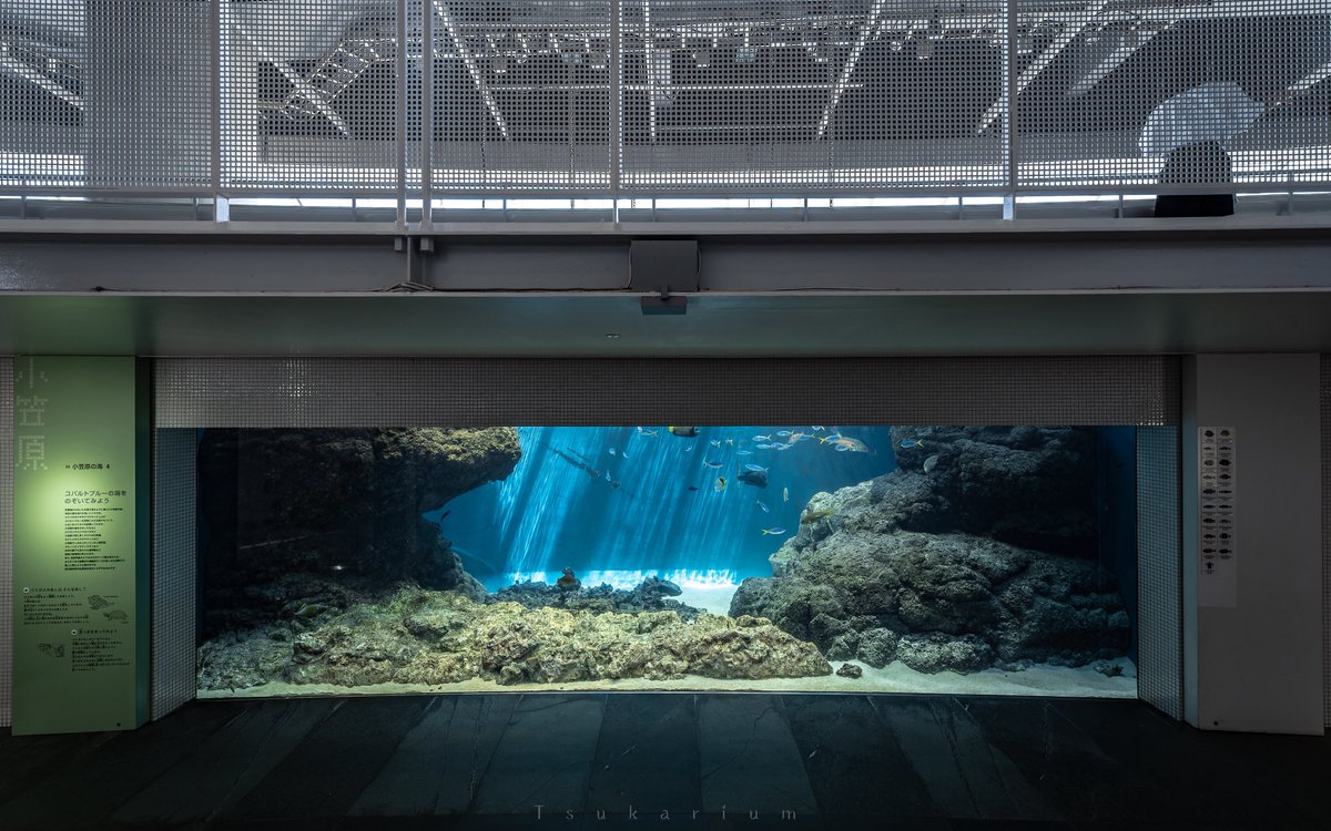 tsukarium's tweet photo. 真面目な話をすると葛西臨海水族園は2028年にリニューアルして建物が変わるから今の展示を目に焼き付けておいた方がいいですよ。
入園料も大人は700円で年パスも2800円と破格。
リニューアル閉館前に焦って行くより今のうちに年パス買って空いた日にちょくちょく通う方が幸せになれると思う。 https://t.co/UUJ7LYRure