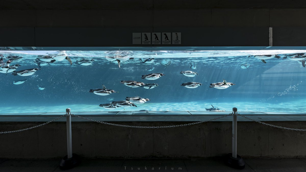 tsukarium's tweet photo. 真面目な話をすると葛西臨海水族園は2028年にリニューアルして建物が変わるから今の展示を目に焼き付けておいた方がいいですよ。
入園料も大人は700円で年パスも2800円と破格。
リニューアル閉館前に焦って行くより今のうちに年パス買って空いた日にちょくちょく通う方が幸せになれると思う。 https://t.co/UUJ7LYRure