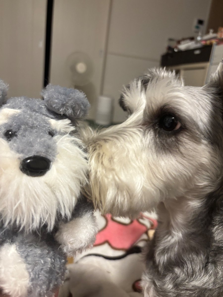 rokuta_inu's tweet photo. 仲良しだと思ってたら、、🫨 https://t.co/faUhb0PUGG
