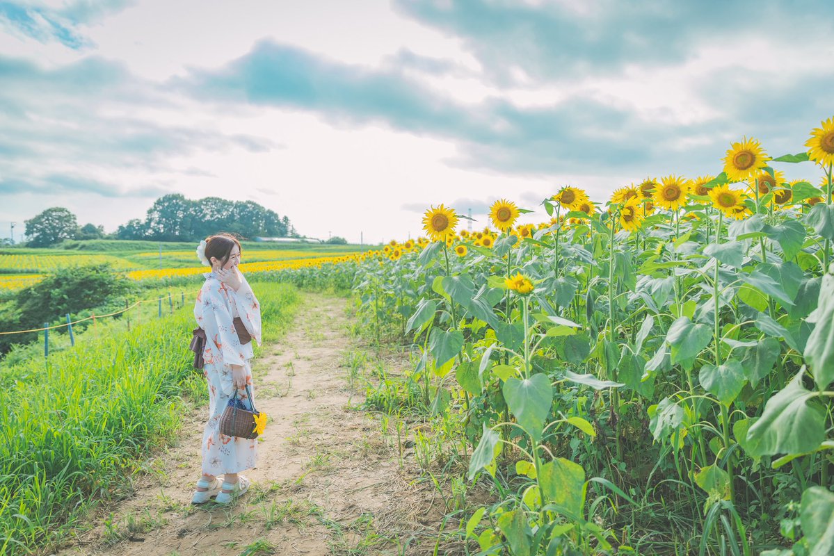 yu__laulea's tweet photo. 太陽の花🌻
.
.
#三本木ひまわりの丘
#ひまわり畑
#ポートレート撮影
#被写体モデル
#浴衣女子
#カメラマンさんに感謝
#portraitphotography 
#photooftheday 
#photographylovers 
#summermemories https://t.co/jcZKoX9bYs