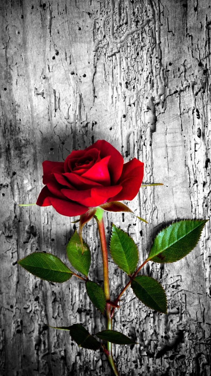 AD__9999's tweet photo. @6CC8_ @Bisoito_fofaw مش عارف اقولك ايه علي كلامك الجميل دا حقيقي 
وأنتي دايما في البال مهما غيبت وليكي مكانه خاصه اغيب وارجع تويتر ومكانتك ما تتغير وتقديرك ليا دايما تاج علي راسي ومكانتك عندي كبيره لأنك تستاهلي كل حلو في الدنيا https://t.co/T8u2S4mA9k