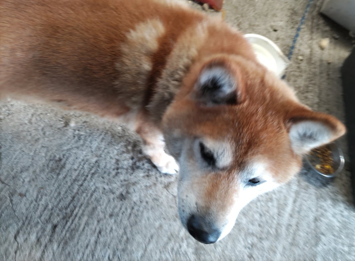 post_kira's tweet photo. この時期は天使の羽根🪽が生える大ちゃん🥰✨ https://t.co/PSIvgpTwc0
