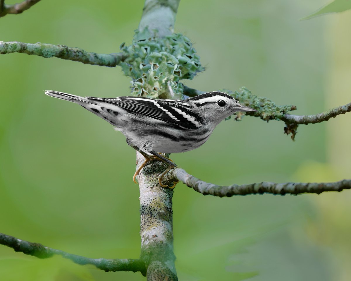 corbyamosphoto1's tweet photo. Black-and-white Warbler https://t.co/684L9bXLk3