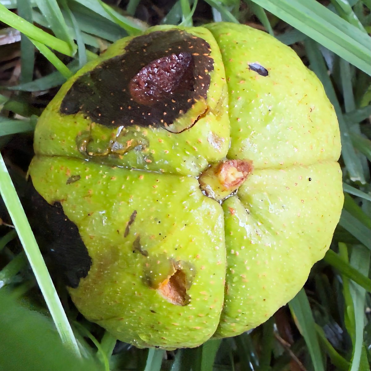 mchesner's tweet photo. We have a walnut tree in our yard - planted by the previous owners - and normally walnuts start to fall in early September. We are already seeing them, and they are BIG.
#Walnuts #Nuts #TrumbullCT #Connecticut https://t.co/6I3U4L8QLK