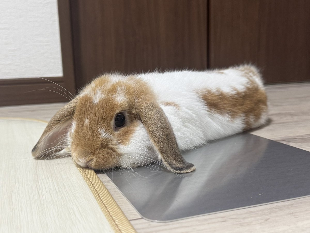 Cream20260417's tweet photo. ぺしょーん。
#うさぎ
#ホーランドロップ
#部屋んぽ https://t.co/gLy3vGmfn3