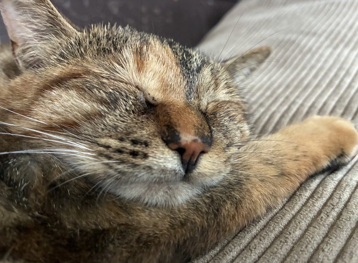 IyasarePR's tweet photo. はじめまして😊
那須の「癒され亭」を勝手に応援中🐷

ブタ15匹、犬🐶猫🐱カワウソ🦦ヤギ🐐小動物たちが暮らしています🐾

とにかく動物との距離が近い！
座れば犬やブタが寄ってきて、寝転がれば添い寝も🥰

動物に会いに行くより、動物が会いに来てくれる場所。

📍那須・癒され亭
#癒され亭 #那須 https://t.co/U2JtZC4oTe
