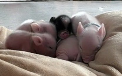 IyasarePR's tweet photo. はじめまして😊
那須の「癒され亭」を勝手に応援中🐷

ブタ15匹、犬🐶猫🐱カワウソ🦦ヤギ🐐小動物たちが暮らしています🐾

とにかく動物との距離が近い！
座れば犬やブタが寄ってきて、寝転がれば添い寝も🥰

動物に会いに行くより、動物が会いに来てくれる場所。

📍那須・癒され亭
#癒され亭 #那須 https://t.co/U2JtZC4oTe