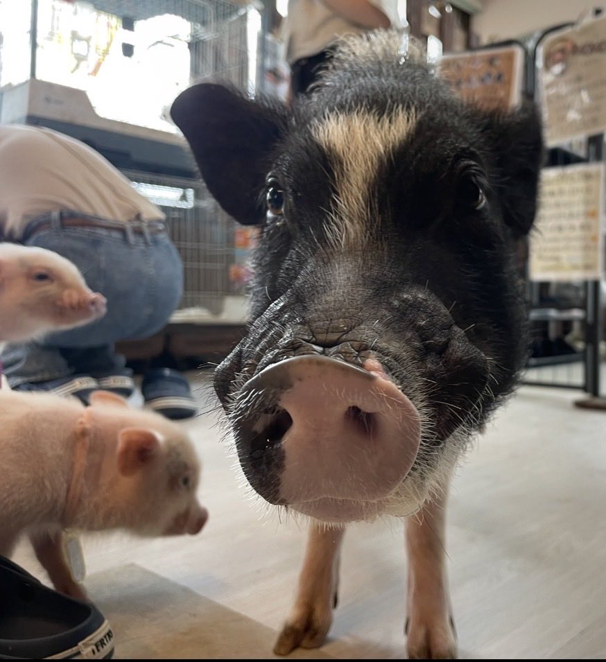 IyasarePR's tweet photo. はじめまして😊
那須の「癒され亭」を勝手に応援中🐷

ブタ15匹、犬🐶猫🐱カワウソ🦦ヤギ🐐小動物たちが暮らしています🐾

とにかく動物との距離が近い！
座れば犬やブタが寄ってきて、寝転がれば添い寝も🥰

動物に会いに行くより、動物が会いに来てくれる場所。

📍那須・癒され亭
#癒され亭 #那須 https://t.co/U2JtZC4oTe