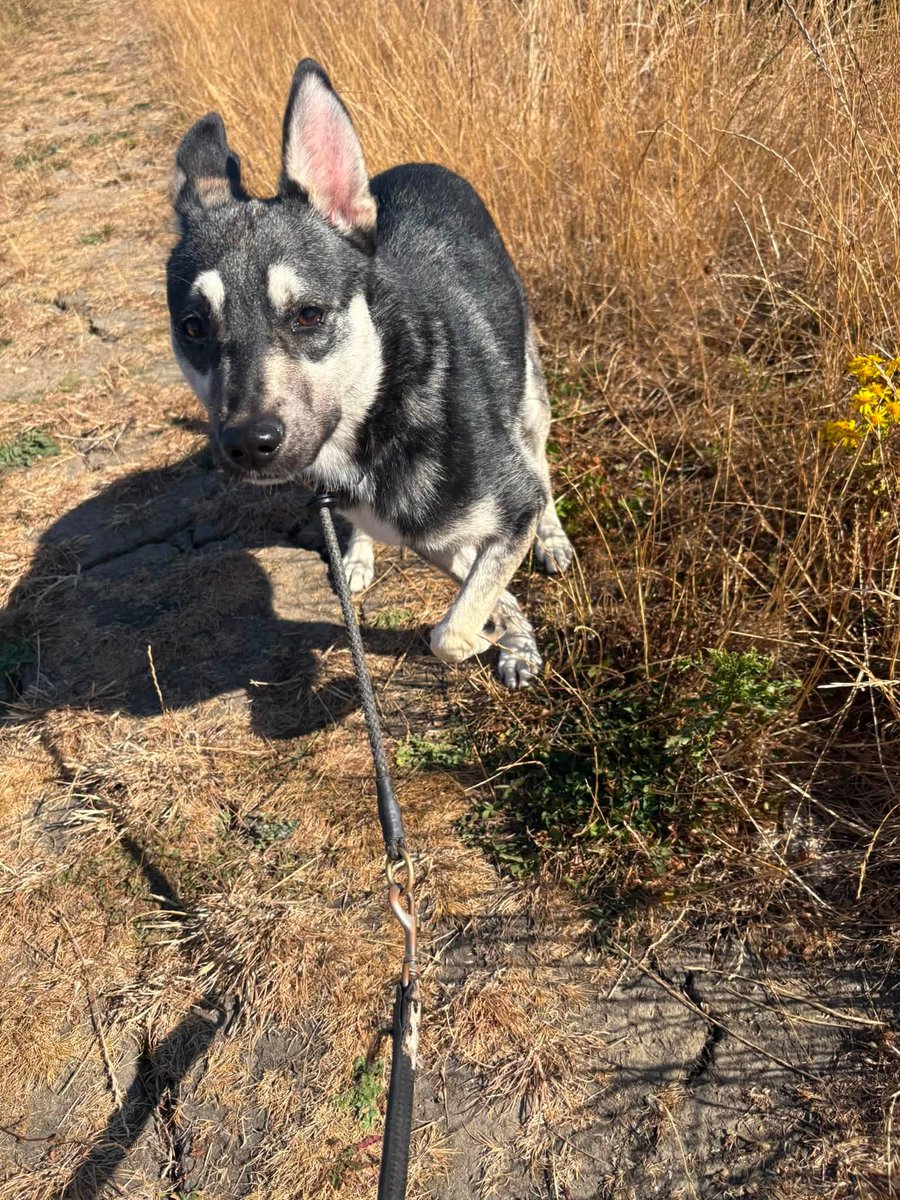 rescuedoggypaws's tweet photo. Iris walks well on the lead
She absolutely loves other dogs and would benefit from having a calm friendly canine companion
She needs a quiet patient home where she can settle at her own pace
Adult-only home or older sensible teenagers
Adoption fee: £395
https://t.co/Y5BrOCyWcI https://t.co/H0jDSA80vW