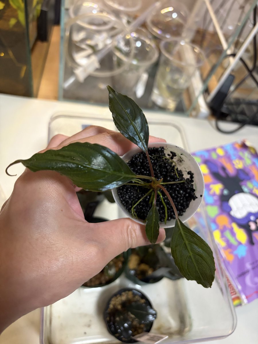 parumasu0630's tweet photo. bonti1.2と生存報告の２枚
bonti1は他のブセに無いマットな感じが気になって今回お迎えしたけど、よく見たら新葉は黒っぽくて光沢あり
ワイルド葉と育成下では結構違ってくる感じかな。 https://t.co/7PsRXYxPfk