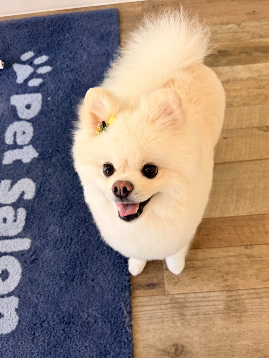 InosukeWorkout's tweet photo. シーズン2
164日目
体重4.4kgと63.7kg
立ちコロ50回

トリミング後の様子 https://t.co/LwGr3JYczY