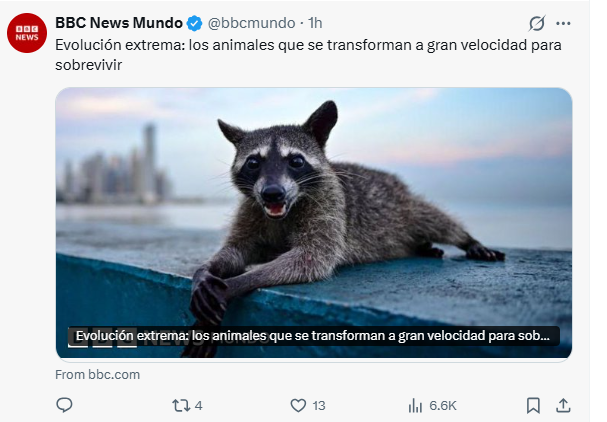 JDAriasV's tweet photo. Mapache panameño posa para la BBC de Londres.        En Panamá la vida es más sabrosa ! https://t.co/4CkWe0TN9P