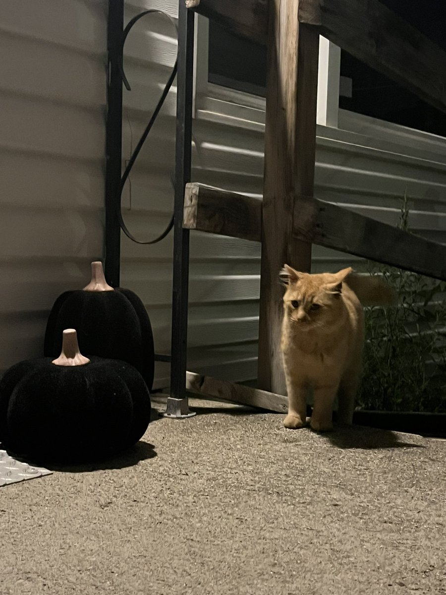 hausofqueer's tweet photo. been a sec ! feeding cheeto and she has told the others about our food. had papa black &amp; white cat and four little gray kittens visit last night 🫶 and greg grumpily watching from inside https://t.co/gHlnzlT9JH