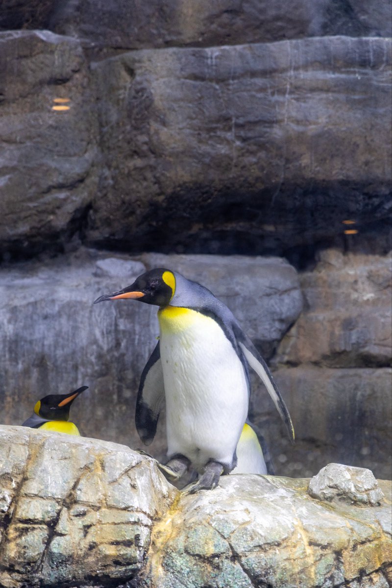 pnncmr's tweet photo. ペンギン🐧 #photo #シーパラ
#写真好きな人と繋がりたい 
#カメラ好きな人と繋がりたい https://t.co/oq6YZYbWpK
