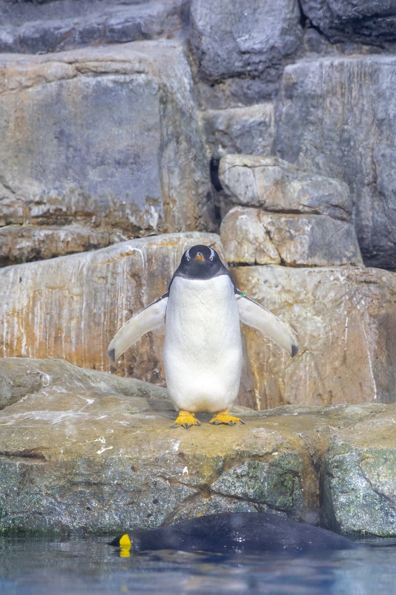 pnncmr's tweet photo. ペンギン🐧 #photo #シーパラ
#写真好きな人と繋がりたい 
#カメラ好きな人と繋がりたい https://t.co/oq6YZYbWpK