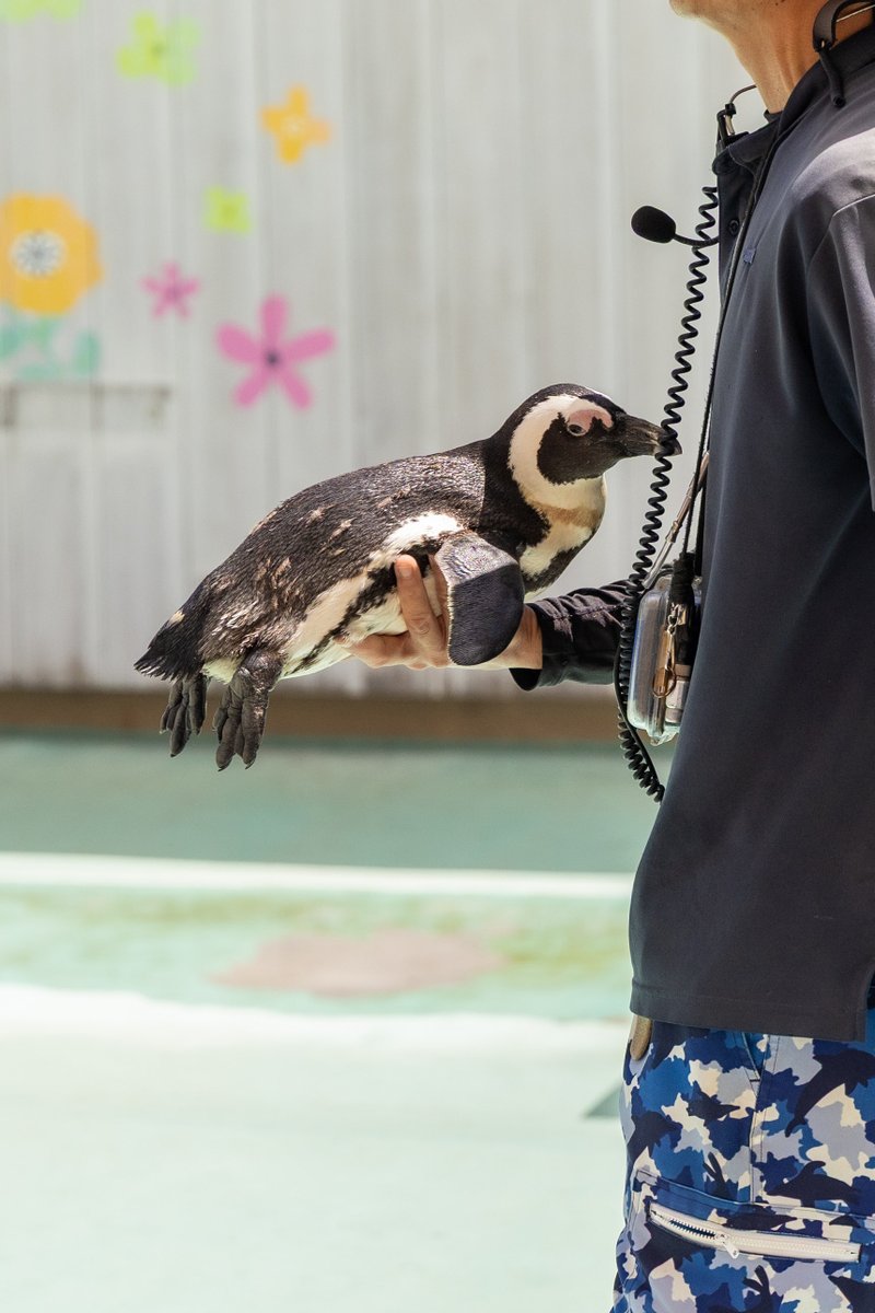 pnncmr's tweet photo. ペンギン🐧 #photo #シーパラ
#写真好きな人と繋がりたい 
#カメラ好きな人と繋がりたい https://t.co/oq6YZYbWpK