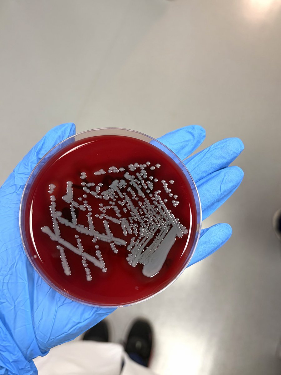 Rafacmfx's tweet photo. Week 1: First rotation microbiology and parasitology https://t.co/iOYpXutHNv