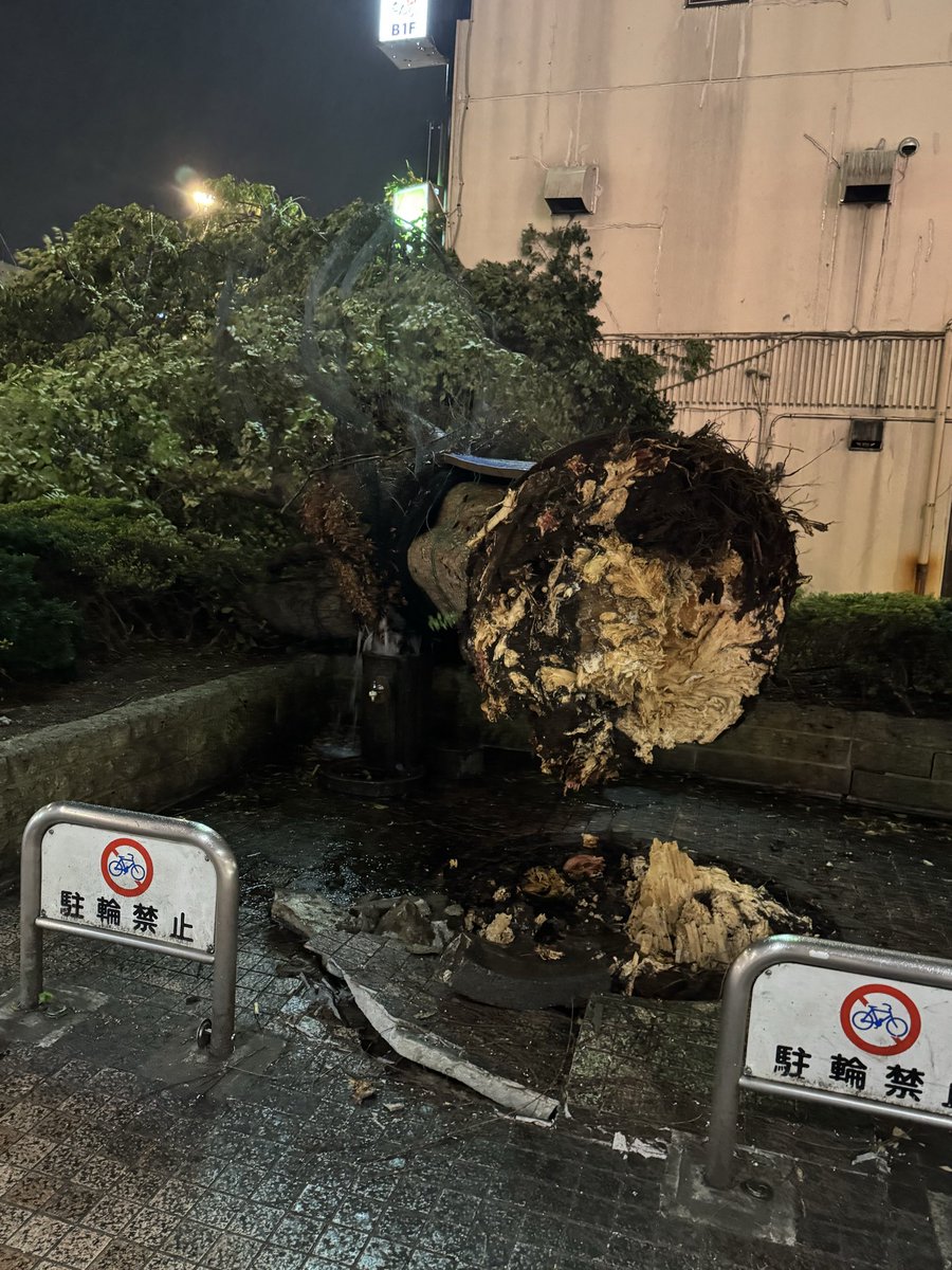 shunn0414's tweet photo. 宇都宮駅前の餃子屋さんに並んでたらドーンって音がして　鳥が一斉に飛んで何事かと思ったら木が倒れてた。　鳥が沢山亡くなってます。 https://t.co/jxLH9w43lm