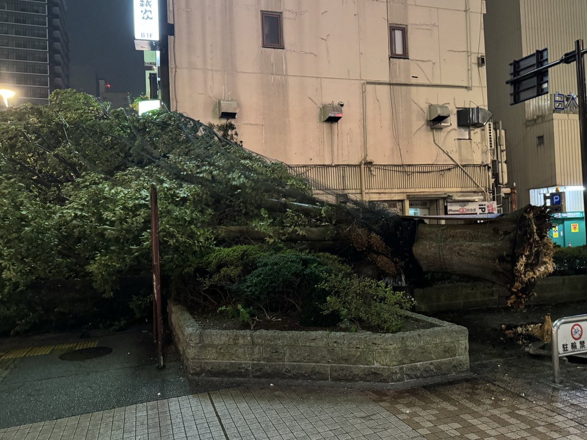 shunn0414's tweet photo. 宇都宮駅前の餃子屋さんに並んでたらドーンって音がして　鳥が一斉に飛んで何事かと思ったら木が倒れてた。　鳥が沢山亡くなってます。 https://t.co/jxLH9w43lm