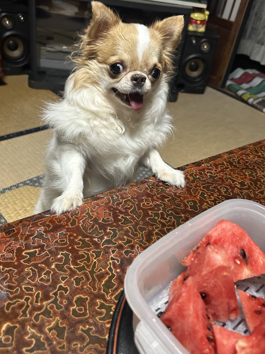 echigoyamoke's tweet photo. 🍉を取り上げられた結果…
絶望の雄叫びをあげる玉緒さん
玉）すいかぁぁぁぁぁぁぁ💦 https://t.co/0Te8dG4dOt