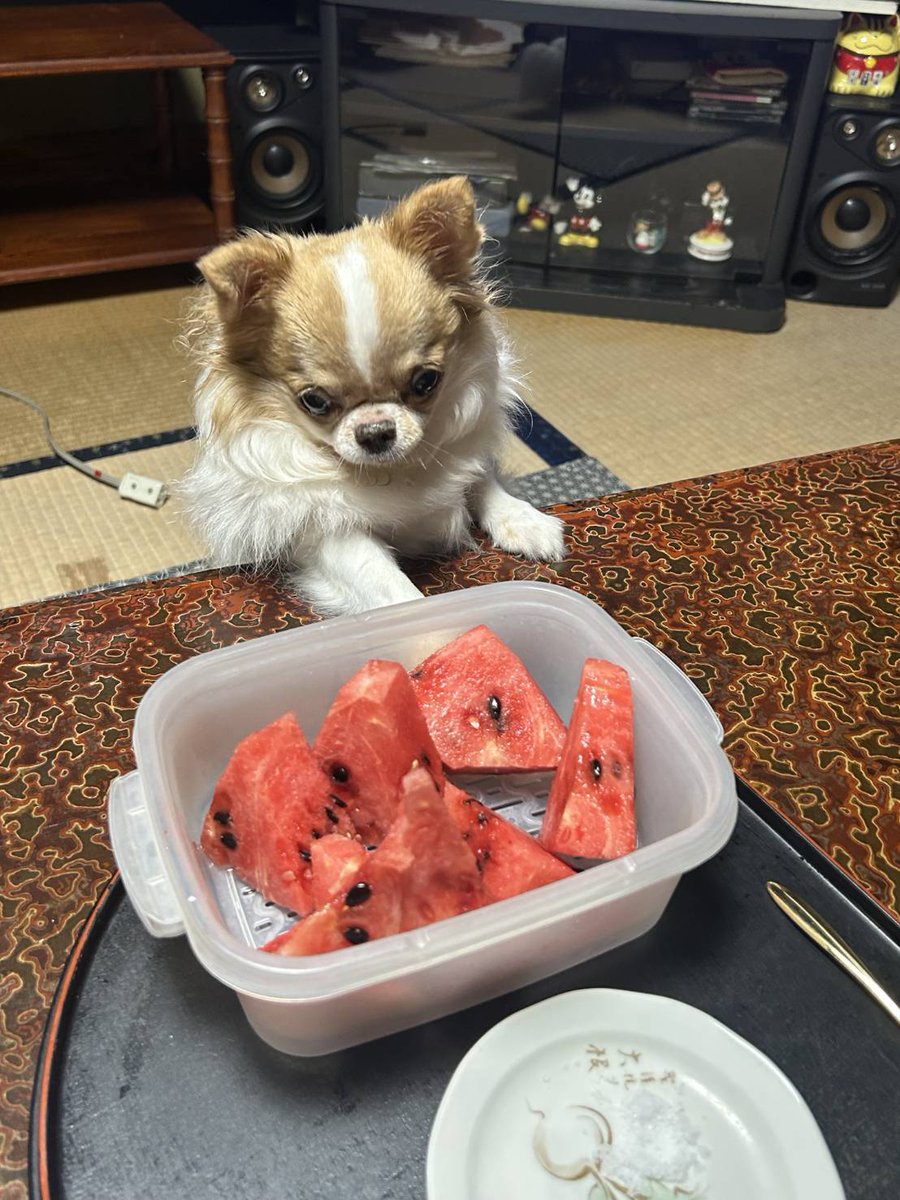 echigoyamoke's tweet photo. 🍉を取り上げられた結果…
絶望の雄叫びをあげる玉緒さん
玉）すいかぁぁぁぁぁぁぁ💦 https://t.co/0Te8dG4dOt