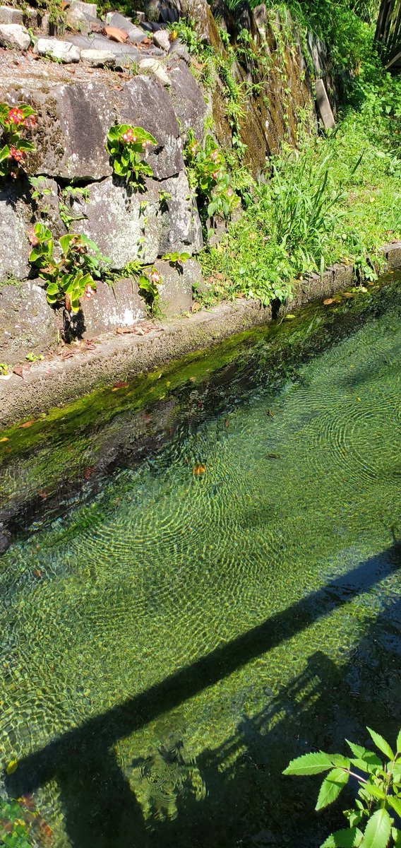 inaka_pic's tweet photo. 透明度の高いうちの水路もぜひ愛でてください

#水路萌え #湧水町 #疏水百選 https://t.co/OAWUuO9ivq