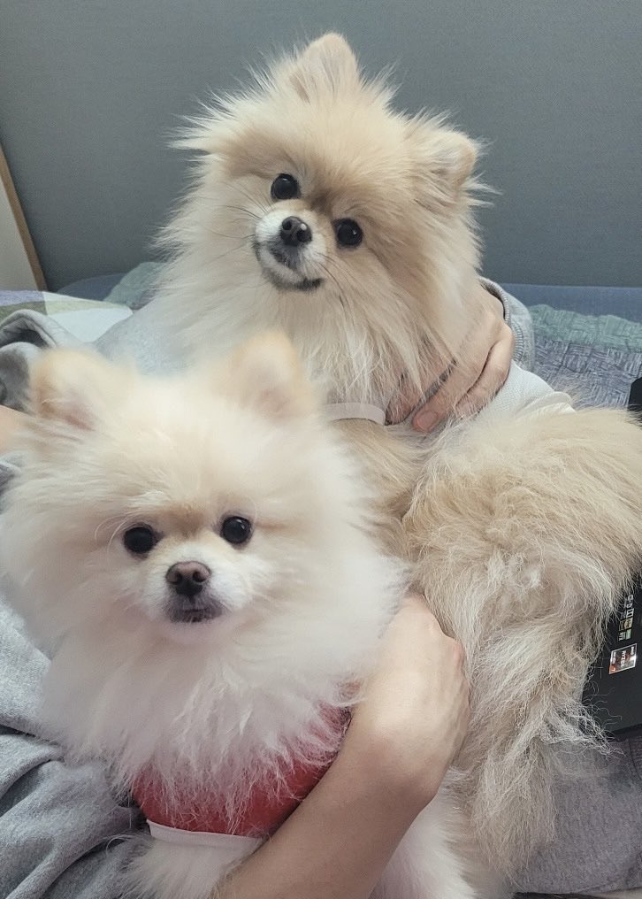 Yumieon97's tweet photo. 🐶🐶🐶 https://t.co/1z8NqgnLWM