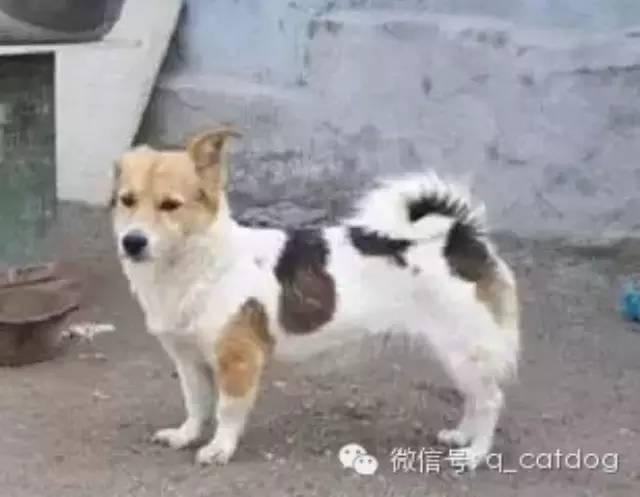 feilung_lau's tweet photo. During the catastrophic 2008 Wenchuan Earthquake in Sichuan, a local dog named Xiao Hua (Little Flower) performed a miracle. Sensing the impending disaster, Xiao Hua barked frantically, pulled her owner’s clothes, and even wept, convincing 42 villagers to run outside just minutes before their entire village collapsed into rubble. In the aftermath, before rescue teams arrived, Xiao Hua dug through the debris and barked to locate trapped survivors, helping rescue 7 more people—including a 1-year-old infant. In total, this hero dog saved 49 human lives.

Yet, her reward for unconditional heroism was brutal, state-sanctioned execution.

When survivors were moved to a shelter in Mianyang, local authorities issued a heartless blanket "dog culling order" under the pretext of epidemic prevention. Even as villagers and Xiao Hua’s owners fell to their knees, crying and pleading for the life of the hero that had just saved them, the police refused to show a shred of empathy or common sense. On May 20, 2008, Xiao Hua was executed by hanging in front of the very people she saved.

This tragic story exposes the chilling reality of the Chinese government: a system driven by bureaucratic coldness, total disregard for life, and absolute tyranny. A stray dog possessed more humanity, courage, and love than the entire state apparatus. While an innocent animal risked everything to rescue human beings, a ruthless regime responded with cold-blooded violence and betrayal.

Xiao Hua’s execution remains a damning symbol of a government that values rigid authoritarian control over gratitude, basic morality, and the sanctity of life itself.

#WenchuanEarthquake #XiaoHua #AnimalRights #CCPCruelty #Humanity #Chinatravel

@MaleficentLady @LlyPooo @NickLoconteJr