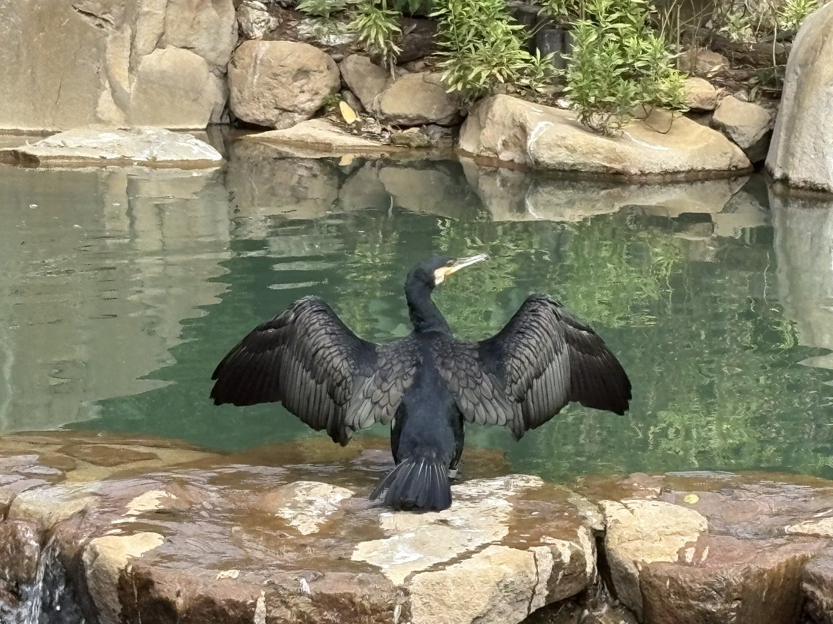 wato_Sherlock's tweet photo. 涼しそう　
みんなじっとしてて可愛かった
　
#天王寺動物園 https://t.co/Ht8HaczGn5