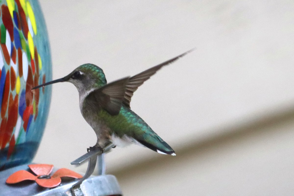 MWMattPhotos's tweet photo. Hummingbird, mid wing flap. https://t.co/94zwfJHItK