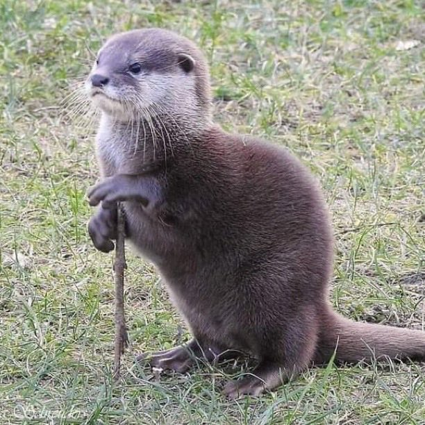 noticias_argy's tweet photo. 🚨🧓🏻 Una NUTRIA ANCIANA fue captada con una expresión MEMORIOSA. https://t.co/x2J0Lo8BEH