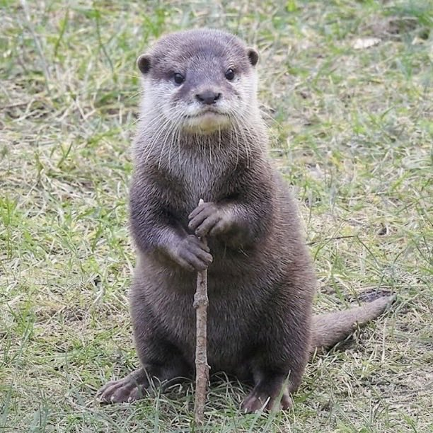 noticias_argy's tweet photo. 🚨🧓🏻 Una NUTRIA ANCIANA fue captada con una expresión MEMORIOSA. https://t.co/x2J0Lo8BEH