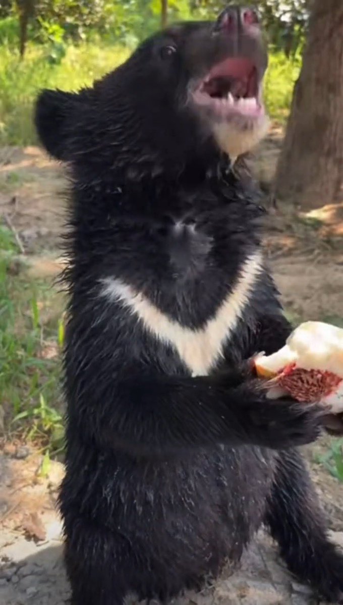 nagathuki's tweet photo. 「はわぁ…！わたしね、お桃だいすき！今日のお桃も、とっても甘くておいしいの！うふふ、しあわせのお味。(飼育員の)お姉さん、お桃ありがとうです！」
嬉しい可愛いお顔で、大好きな桃をご堪能の小七ちゃんなのだ！
2026/8/7
#濮阳东北庄野生动物园
#ツキノワグマ
#小七
2026年生まれ組 https://t.co/d819I9YL9B