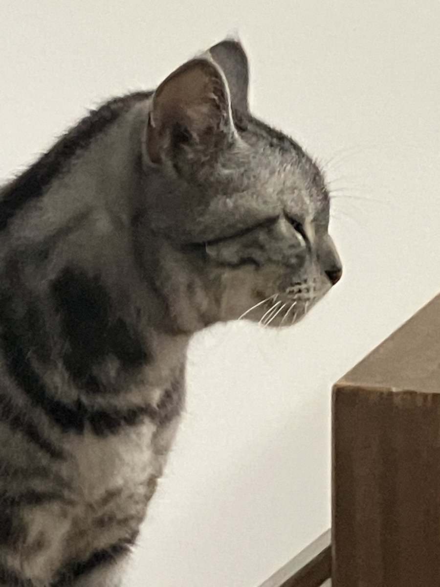 maguronferrari1's tweet photo. いつもこればっか言ってるけど、容姿がほんと良いんよなこいつ…

実際ご本猫に毎日「お前綺麗な猫やな〜〜」て言ってる。 https://t.co/Emizei9IUd