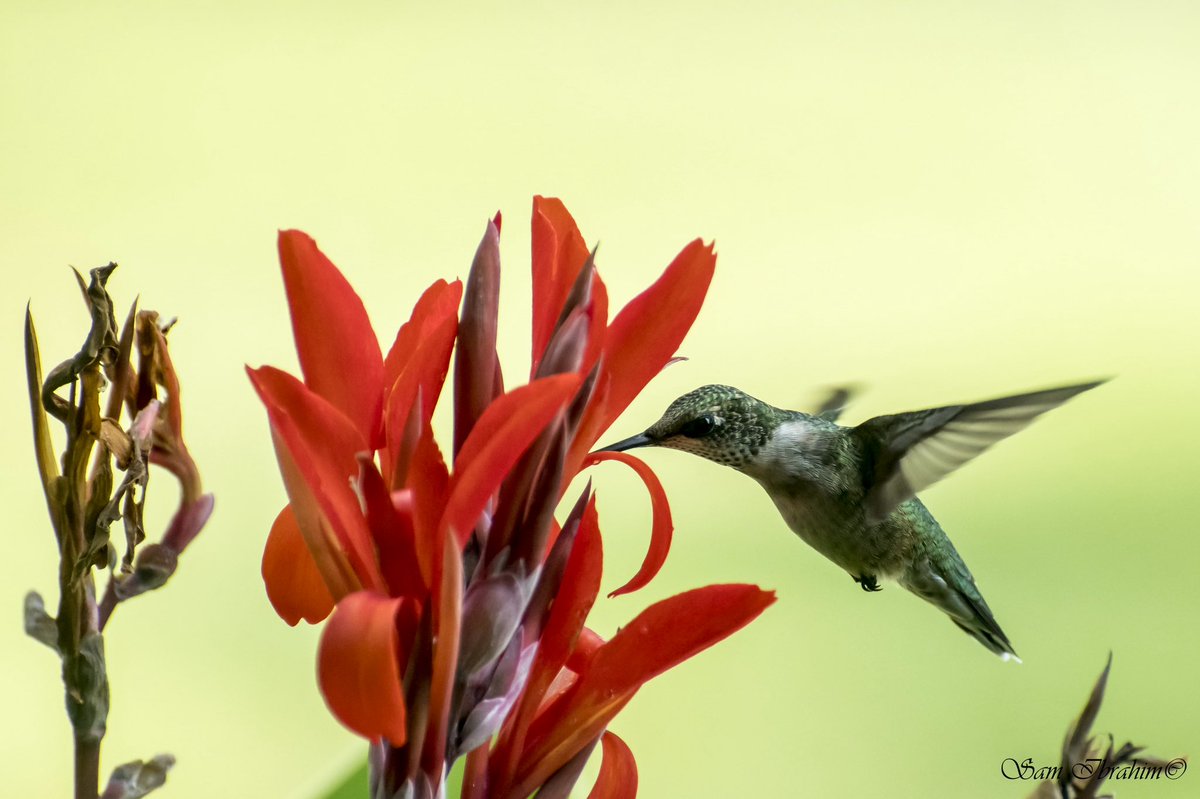 SamIbrahim0's tweet photo. Another hummingbird photo 

#Hummingbirds #BirdPhotography #NaturePhotography #WildlifePhotography #تصويري https://t.co/i3nOm3TK9z
