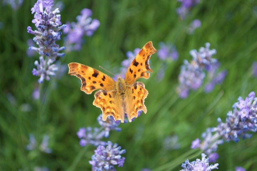 LGSpace's tweet photo. Herbs provide food and shelter for all sorts of insects – many have nectar-rich flowers that attract bumblebees and butterflies. They're usually easy to grow and cope well with hot, dry weather. They taste great too! 
More:
https://t.co/q0IJV1U08o https://t.co/zXlZiSLbf9