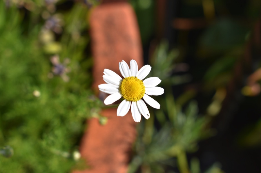 LGSpace's tweet photo. Herbs provide food and shelter for all sorts of insects – many have nectar-rich flowers that attract bumblebees and butterflies. They're usually easy to grow and cope well with hot, dry weather. They taste great too! 
More:
https://t.co/q0IJV1U08o https://t.co/zXlZiSLbf9